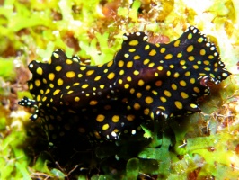 12 Leopard Flatworm IMG 4052IMG 4049